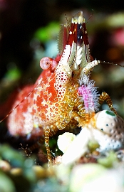 Raja Ampat 2019 - DSC08290_rc - Marbled shrimp complex- Crevette marbree - Saron spp